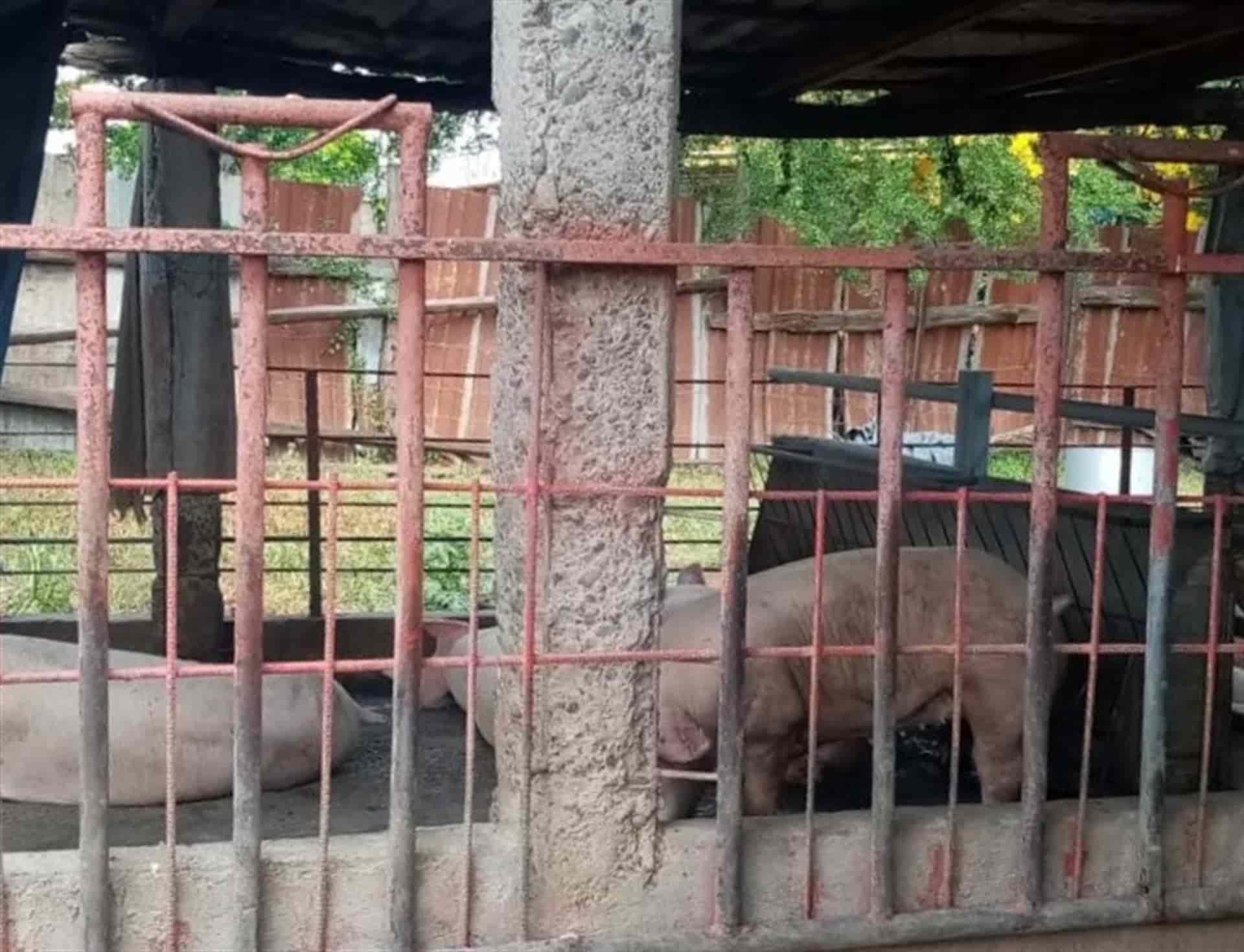 Entre malos olores por granja de cerdo viven vecinos de La Higuerita, Culiacán