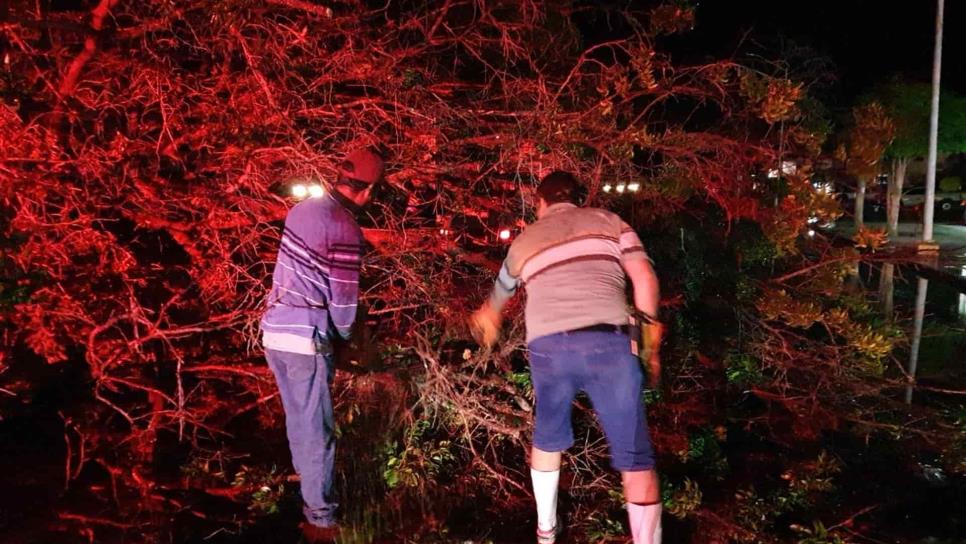 Vehículos y viviendas con daños tras caída de árboles por tormenta en Los Mochis