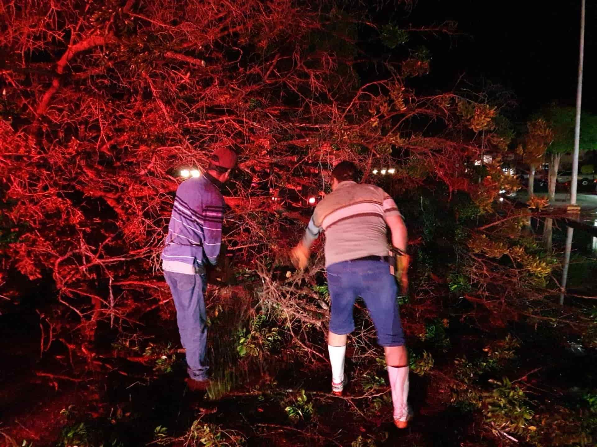 Vehículos y viviendas con daños tras caída de árboles por tormenta en Los Mochis