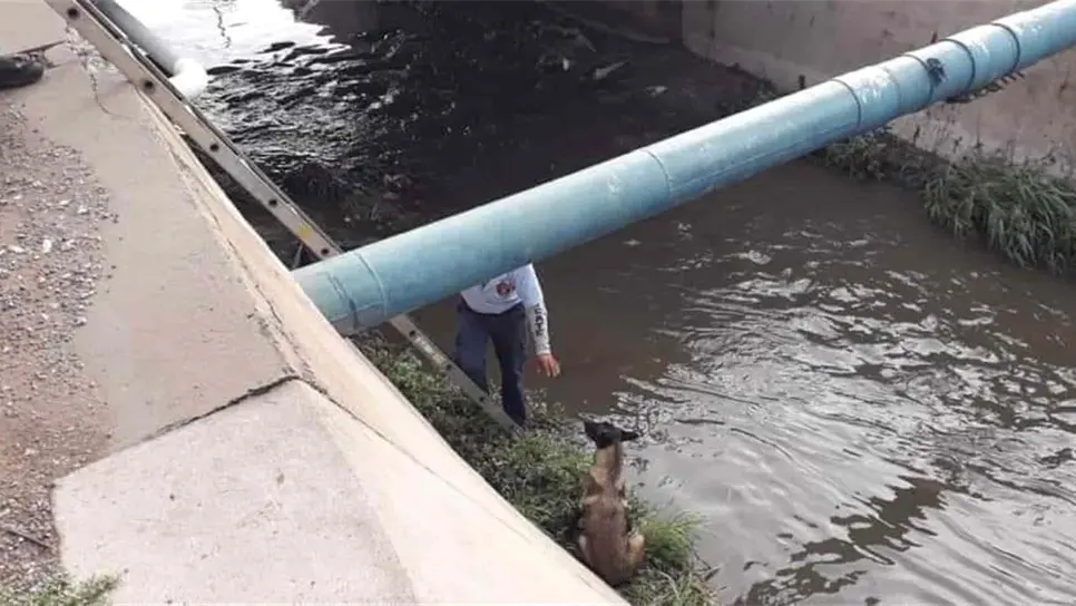 Bomberos Los Mochis rescatan a perrito de ahogarse en dren Juárez
