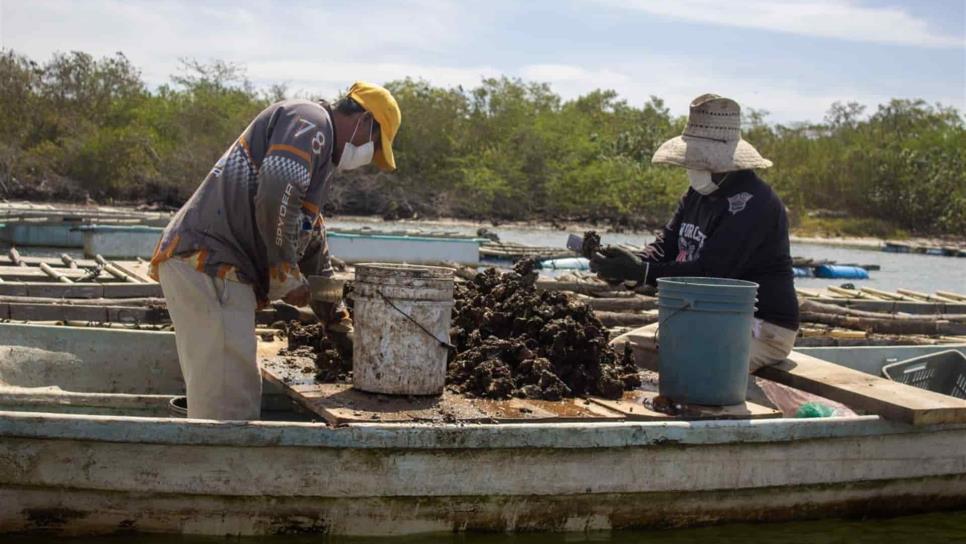 Se levanta la veda de ostión para Sinaloa