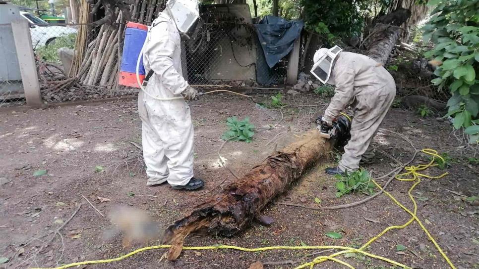 Un hombre termina en el hospital tras ataque de abejas