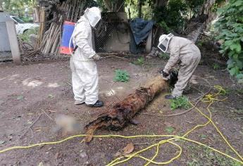 Con la primavera se dispara la presencia de abejas: PC