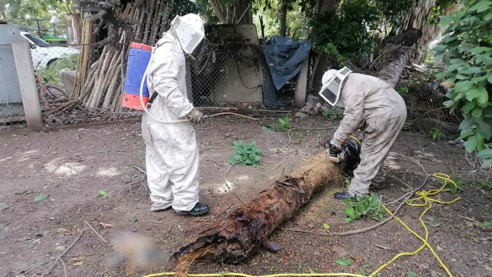 Alerta Protección Civil: atiende hasta 12 reportes diarios por panales de abejas