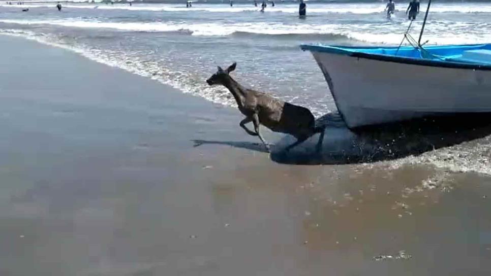 Rescatan a venado del mar