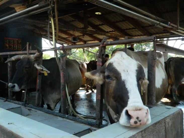 Se pierden en Sinaloa más de 2 mil animales por lluvias