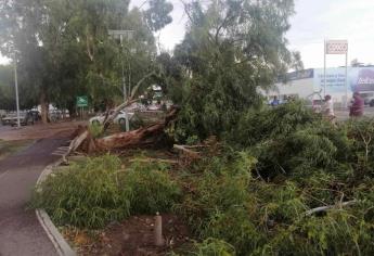 Caída de árboles y cortes de energía intermitentes reporta PC por ventisca en la zona norte