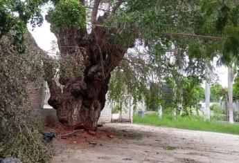 Álamo bofo amenaza con caer en San José de Ahome