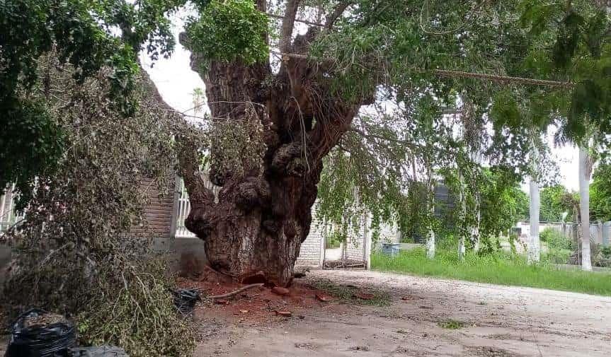 Álamo bofo amenaza con caer en San José de Ahome