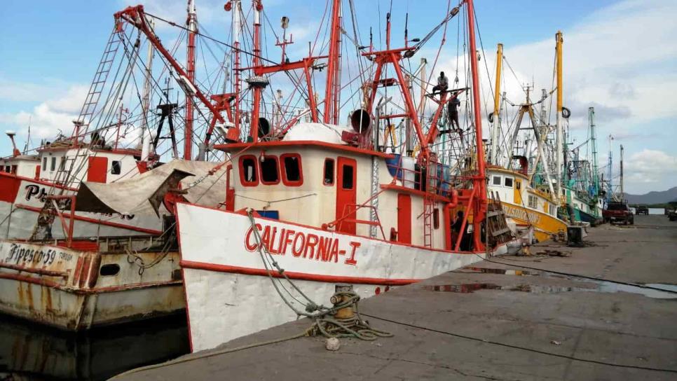 En Sinaloa sólo el 50 % de los barcos salen a la captura de camarón