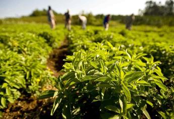 Sinaloa, con alto potencial para cultivar de stevia