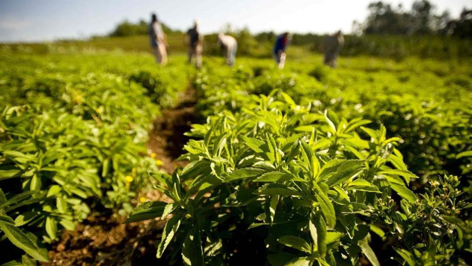 Sinaloa, con alto potencial para cultivar de stevia