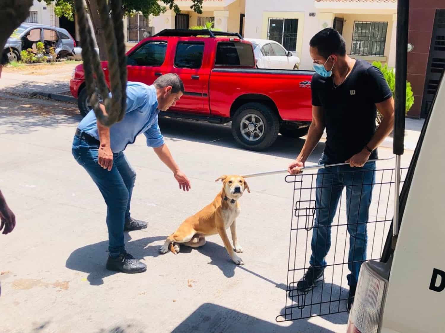 Sinaloa, libre de la rabia desde hace más de 36 años: SSa