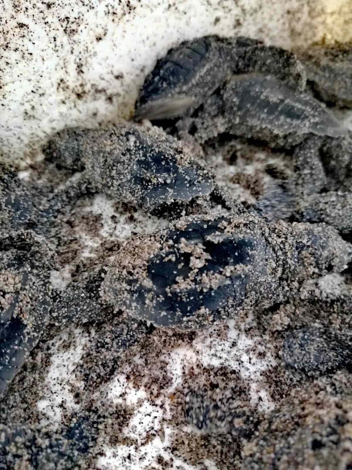 Se han rescatado 2 mil 423 nidos de tortugas en más de 6 mil km de playas