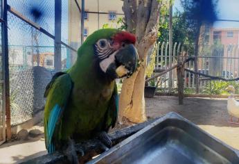 Nace guacamaya verde en el Acuario Mazatlán
