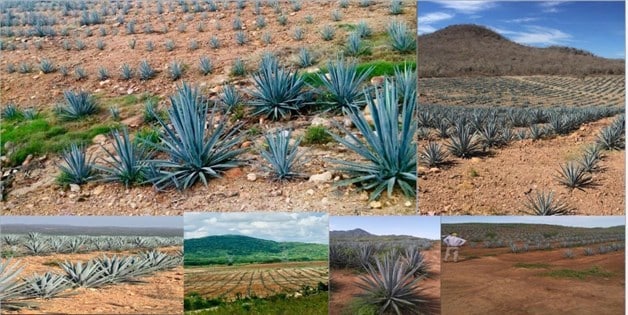 Imagen Placeholder