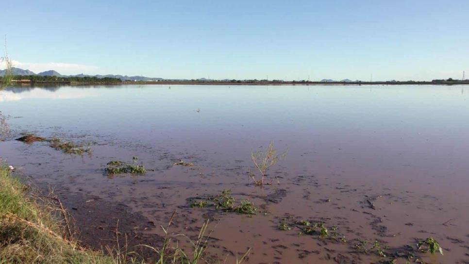Más de 3 mil hectáreas dañadas por lluvias en el Valle del Fuerte