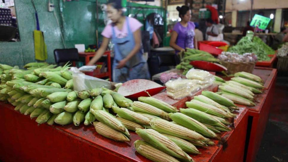 Suprema Corte mantiene prohibición de siembra de maíz transgénico en México