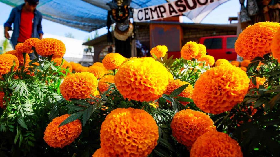 La esperanza de los vendedores de cempasúchil regresa junto al Día de Muertos