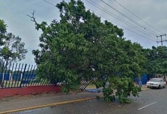 Más de mil árboles derriba «Pamela» en Mazatlán