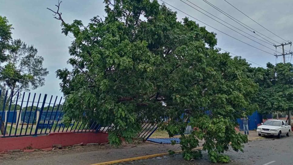 Más de mil árboles derriba «Pamela» en Mazatlán