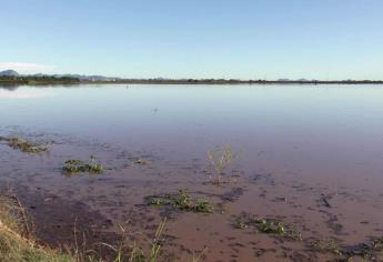 No hayan qué hacer horticultores de El Rosario que perdieron todo con «Pamela»