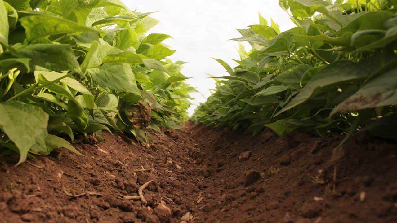 Productores pedirán a Víctor Villalobos apoyo para comercialización. | FOTO: Luz Noticias.