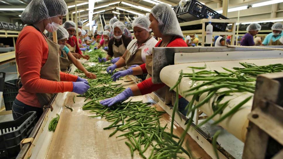 Sinaloa le apuesta a la Bioeconomía para elevar PIB industrial