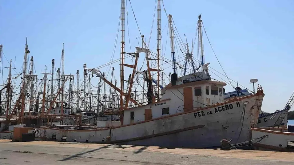 Alivia a los armadores la certificación del camarón