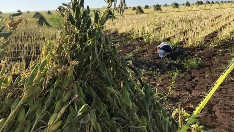 Muere mujer de 72 años que recolectaba ajonjolí en predio agrícola de Mocorito