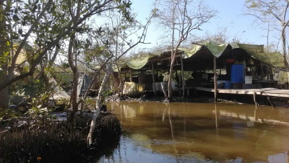 Sedena y Policía Estatal aseguran laboratorio en un manglar de Navolato