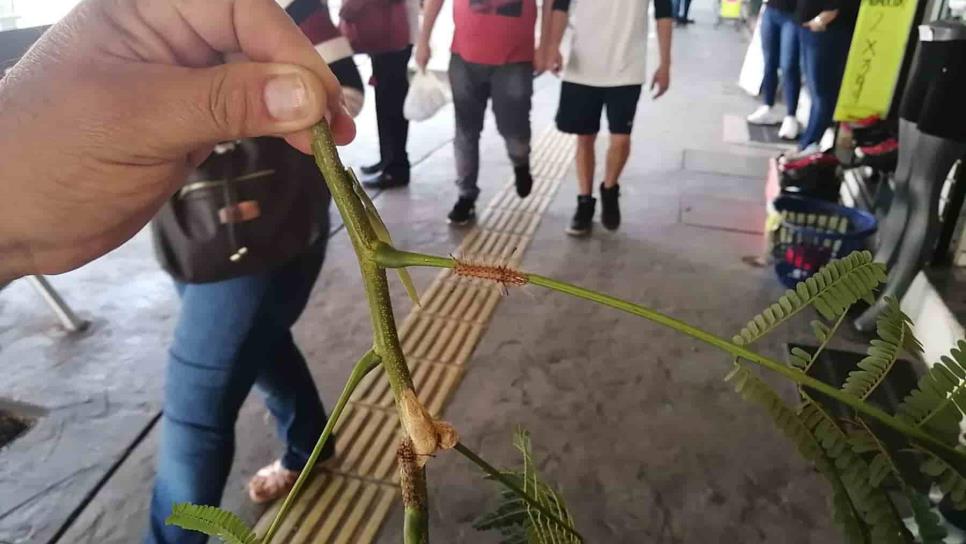 Plaga de gusanos «quemadores» afecta a locatarios del Centro de Los Mochis