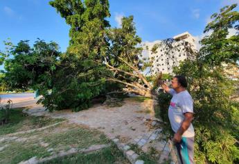 Aún en el suelo árboles derribados por «Pamela» en Mazatlán