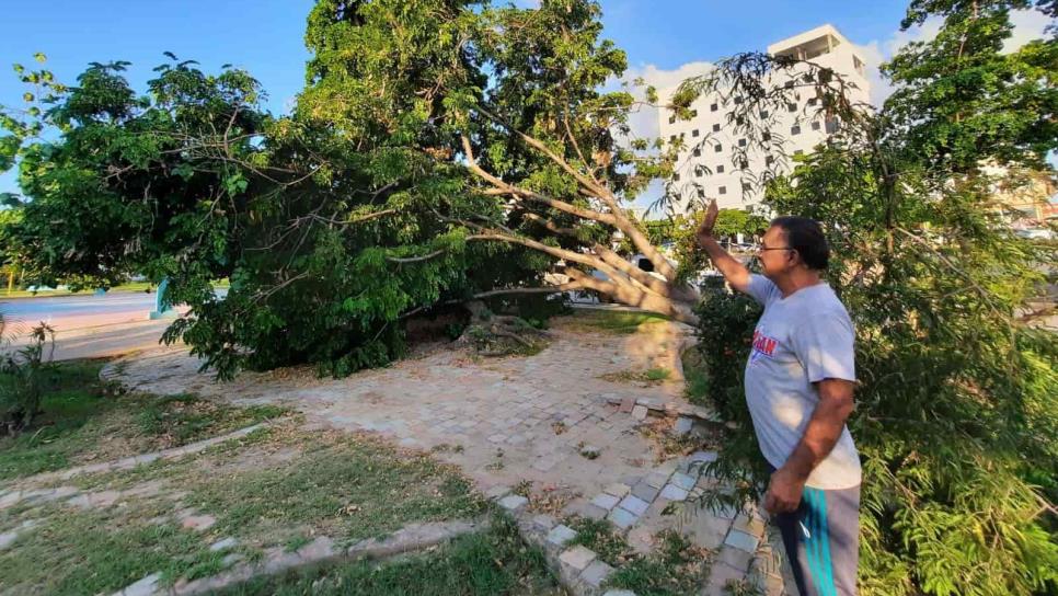 Aún en el suelo árboles derribados por «Pamela» en Mazatlán