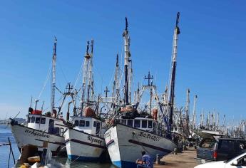 Bajas capturas reportan camaroneros de Mazatlán luego de primer viaje