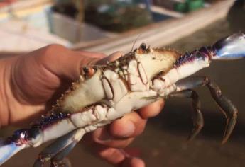 No hay jaiba en campos pesqueros de Sinaloa: pescadores