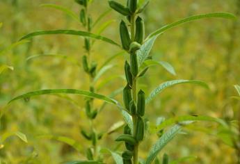 Baja producción de ajonjolí por falta de lluvia en Sinaloa