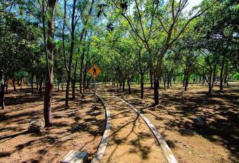 Se alista el Parque Central de Mazatlán para recibir a mascotas pero con restricciones