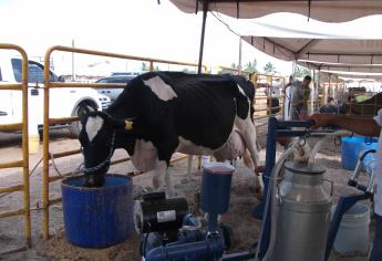 El programa de compra de leche de Liconsa en Ahome está atorado