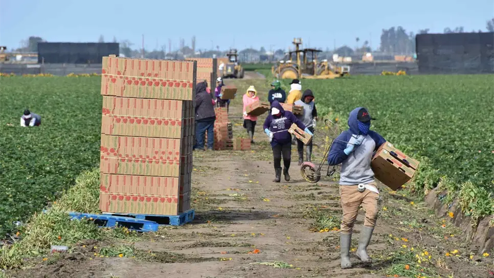 Trabajadores agrícolas, en riesgo por exponerse a pesticidas organofosforados