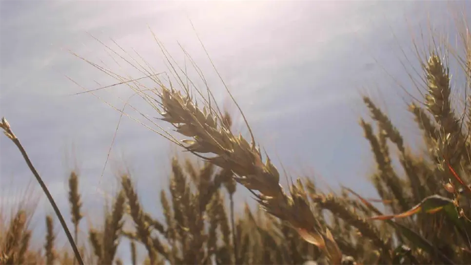 Contagios por Ómicron impactan negativamente en precio del trigo