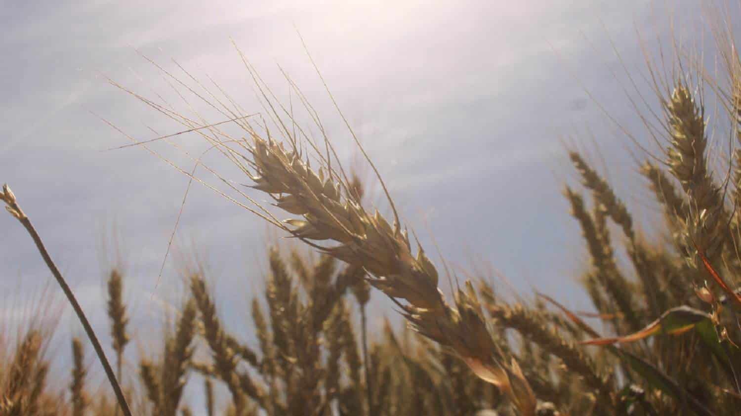 Imagen Placeholder Imagen Placeholder