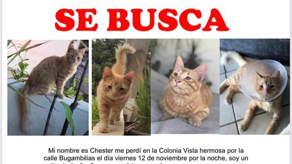 ¡Otro gatito perdido! Ofrecen 5 mil pesos de recompensa por encontrar a «Chester»