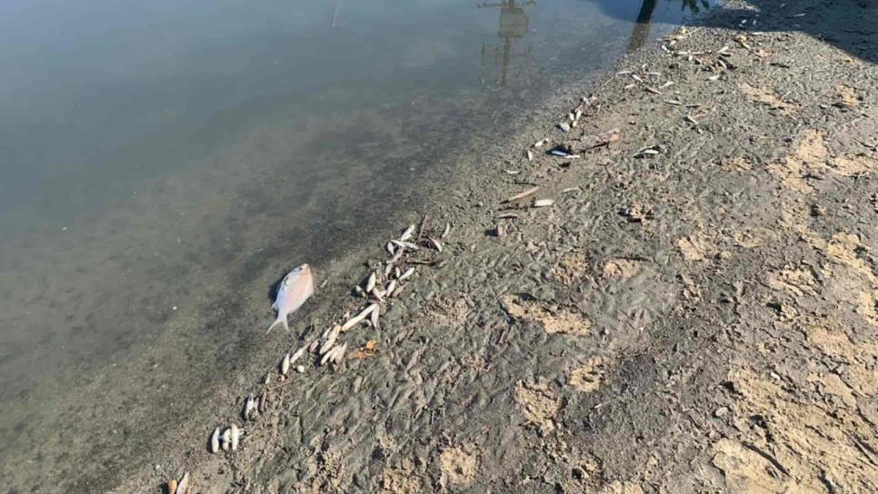 Lamentan daño ambiental y a la salud por vertimientos de aguas negras al mar