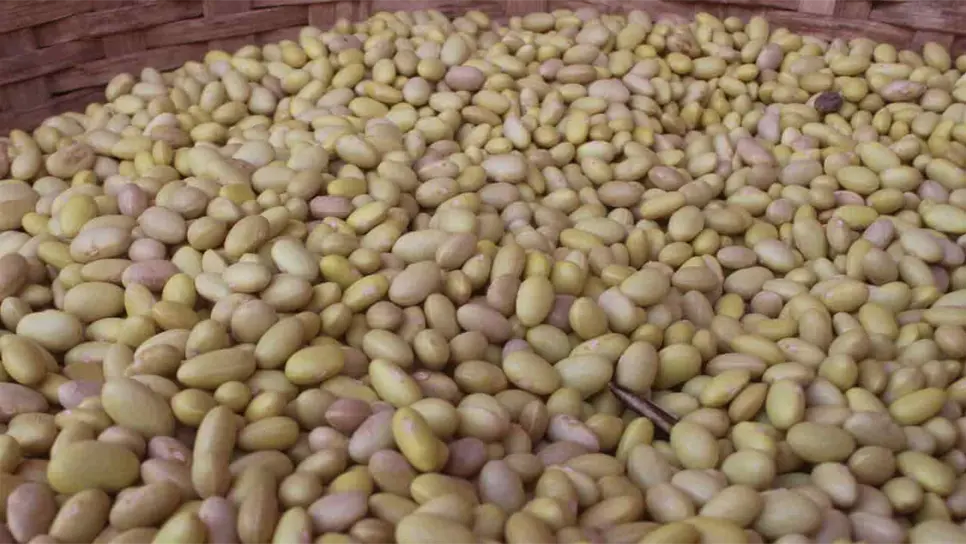 Frijol de Sinaloa tendrá más valor en el 2022