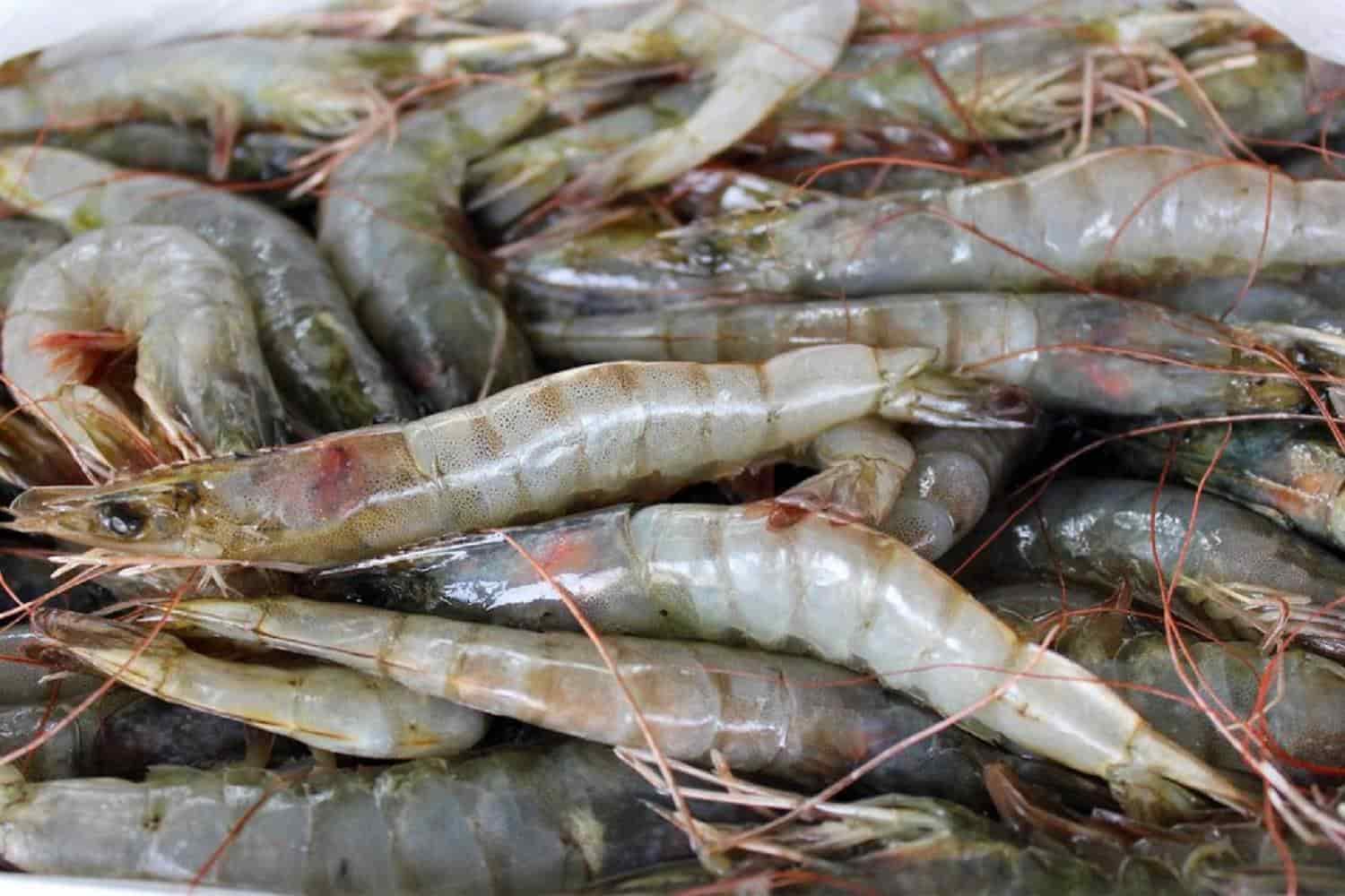 Terminará temporada de camarón con 40 % menos en exportación