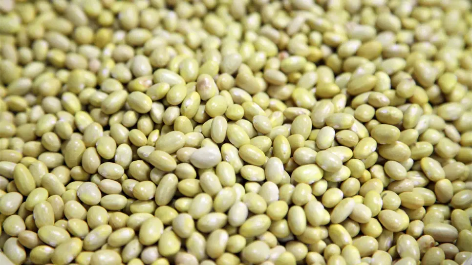 Por iniciar corte de frijol en Sinaloa. | FOTO: Temática.