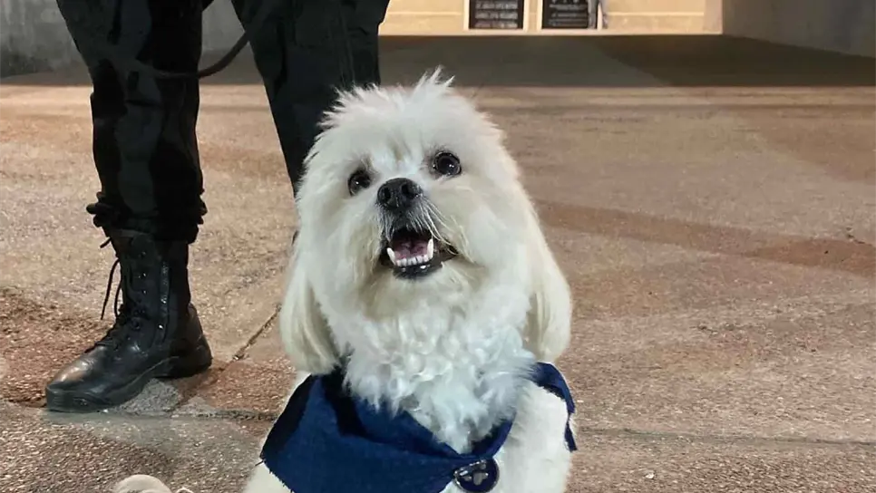 Él es «Wally» y te espera en el estadio Teodoro Mariscal de Mazatlán. | FOTO: Cortesía.