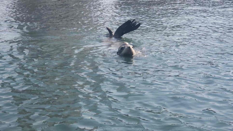 Atiende Acuario Mazatlán a lobo marino reportado herido en Playa Norte