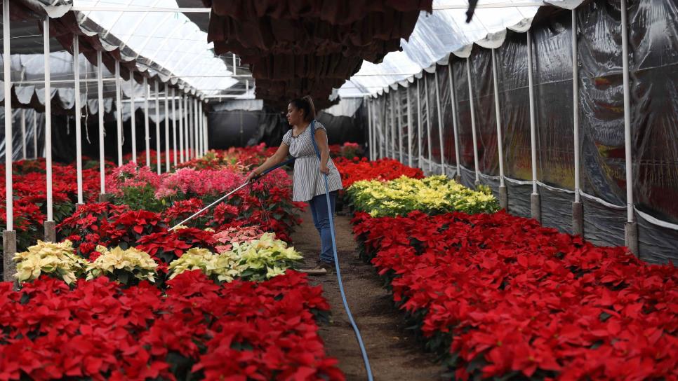 Garantizan productores abasto de flor de Nochebuena en México